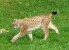 LINCE