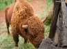 BISONTE