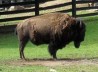 BISONTE