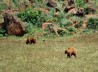 OSO