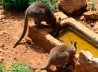 WALLABY