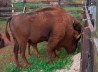 BISONTE
