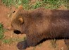 OSO