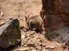 WALLABY