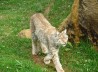 LINCE