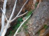 LINCE