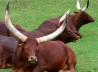 WATUSI