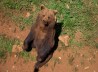 OSO