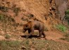 OSO