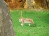 LINCE