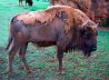 BISONTE